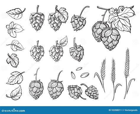 Hand Drawn Engraving Style Hops Set Stock Vector Illustration Of