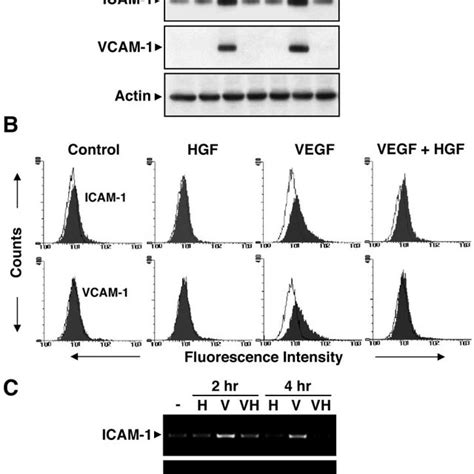 Hgf Inhibits Vegf Induced Expression Of Icam And Vcam Huvecs Were