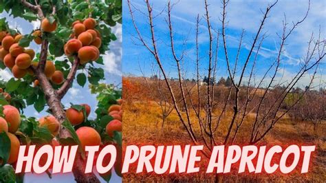 How To Prune Apricot Trees Youtube