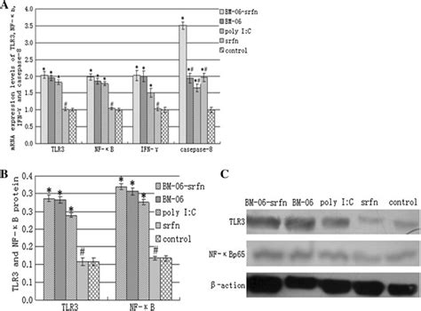 The Expression Of Tlr3 Nf κb Casepase 8 And Ifn γ In The Tumors A Download Scientific