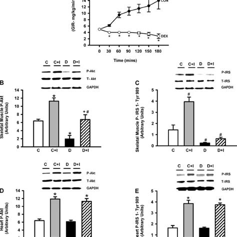 Dexamethasone Dex Effects On Whole Body And Tissue Specific Insulin