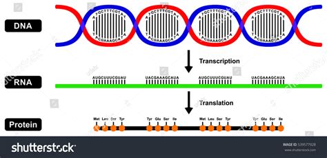 Transcription Mrna: Over 134 Royalty-Free Licensable Stock ...