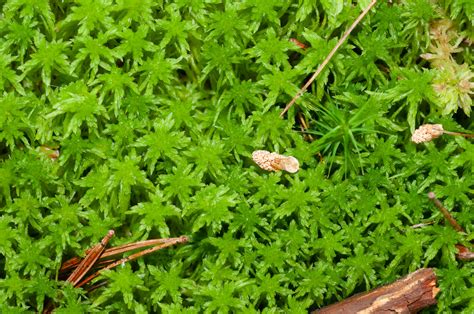 Sphagnum Sphagnum Moss