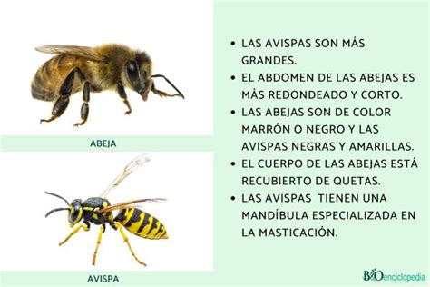 Diferencias Entre Abejas Y Avispas Características Y Fotos