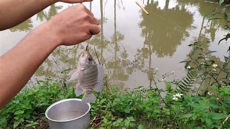 Bamboo Fishing Best Fishing Video Part 1 YouTube