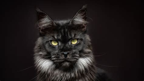 Black Smoke Maine Coon Princess YouTube