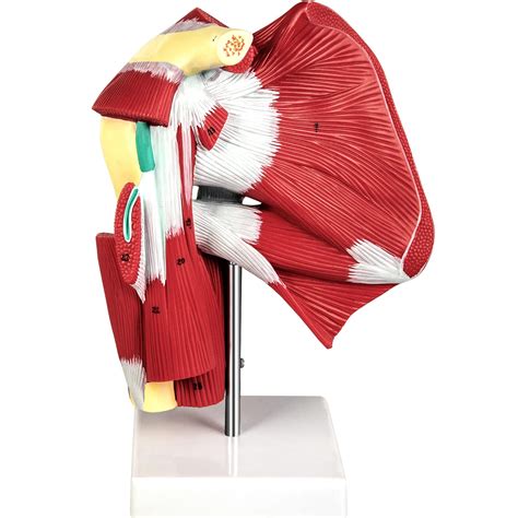 Buy Vevor Muscled Shoulder Joint Model Pvc Shoulder Model With