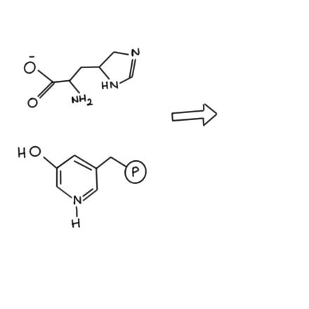 The Pyridoxal Phosphate Dependent Enzyme Histidine Decarboxylase