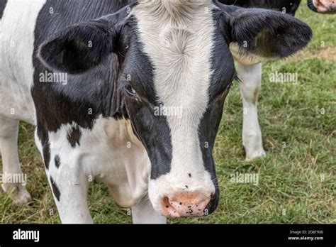 Close Up Of The Head Of A Dutch Holstein Cow With A Black And White Fur