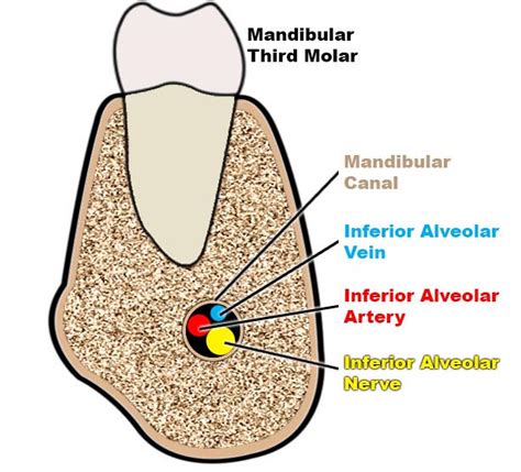 Vital Structures Around Mandibular Third Molar