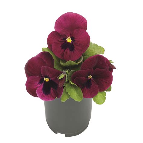 Viola Wittrockiana Deep Rose Blotch Schneider Bv Schneider Young