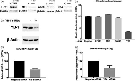 Y Box Binding Protein 1 Is An Essential Host Required Factor A And B