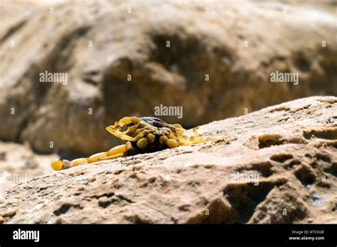 Palestinian Yellow Scorpion Hi Res Stock Photography And Images Alamy