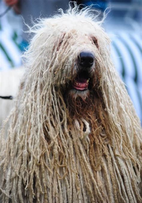 Komondor Temperament (Calm and Gentle) with a Protective Streak