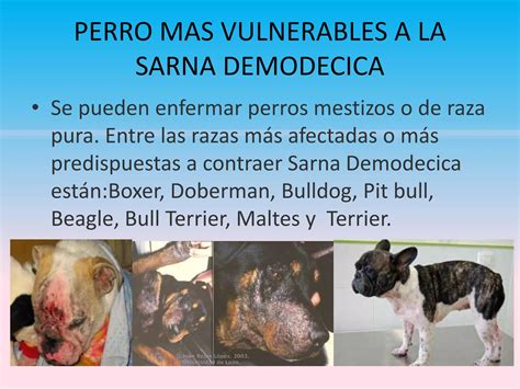 Sarna Demodecica Ppt