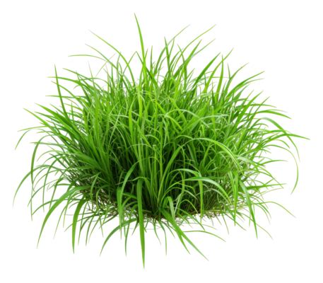 Grass Transparent PNGs for Free Download