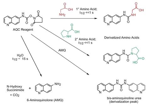 Derivitization Of Amino Acids Using Waters AccQTag Waters