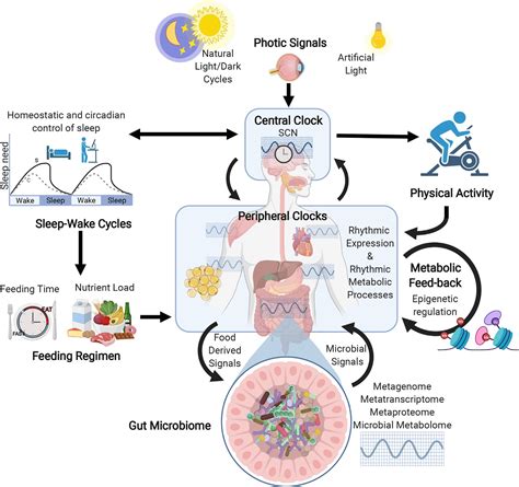 Cell metabolism 昼夜节律和肠道微生物群使宿主对饮食的代谢反应同步 中科脂典