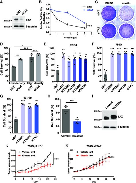 TAZ Regulates Sensitivity To Erastin Induced Ferroptosis A Control