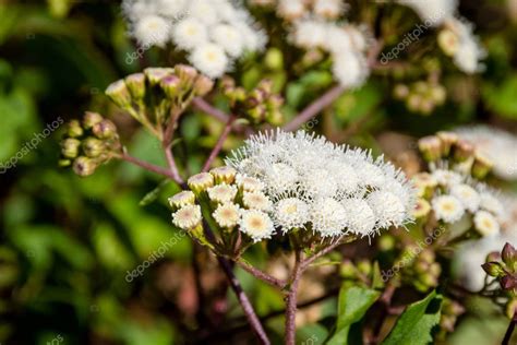 Un Primer Plano De Anaphalis Javanica O Conocida Como Flor Java