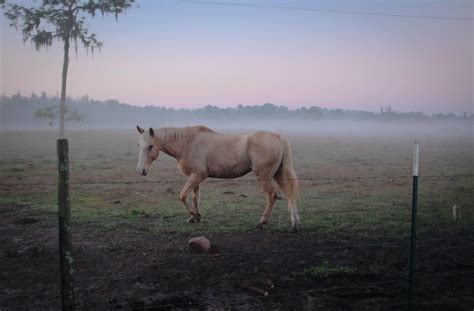 Combien Co Te Un Cheval En Moyenne