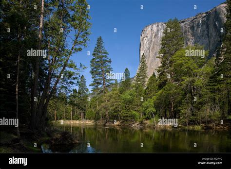 The Merced River Flows Below El Capitan In The Yosemite Valley In Spring Yosemite National