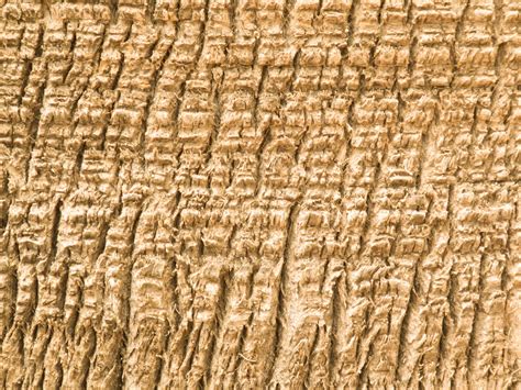 Palm Tree Trunk Texture Free Stock Photo Public Domain Pictures