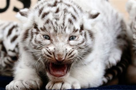 Five rare white tiger cubs make their public debut