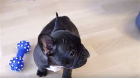 Video 8 Week Old Frenchie Is Killing Us With The Cute Factor Adorable