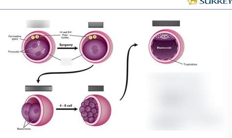 formation of the zygote Diagram | Quizlet