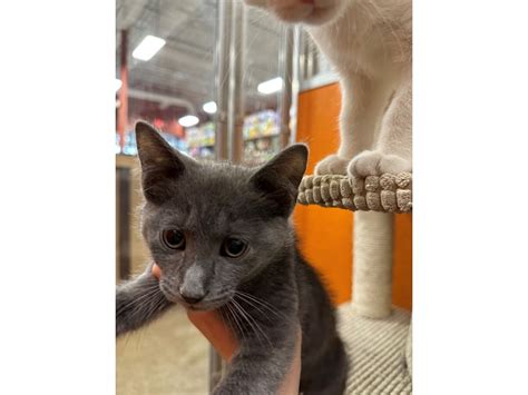 DSH Cat Kitten Grey ID:3659 Located at Petland Norwin, PA