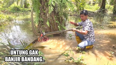 BANJIRPUN TETAP SEMANGAT KALO PANEN SAWIT DI KAWASAN BUAH BESAR YouTube