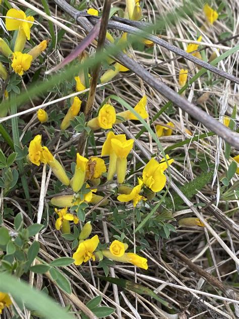 Chamaecytisus Ratisbonensis From Breitenbrunn Am Neusiedler See