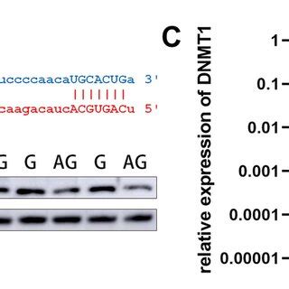 Linc Regulates The Mir A P Target Dnmt A Bioinformatics