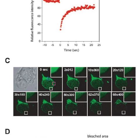 Ag Induced PI3K Dependent Nuclear Exclusion Of FoxO1 In T Cells A