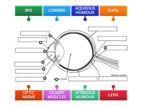 Label the DIFFERENT PARTS OF HUMAN EYE - Labelled diagram