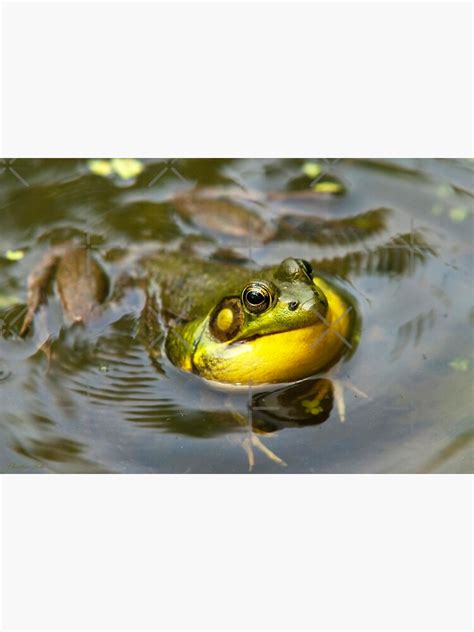 "Croaking Frog" Sticker by rollosphotos | Redbubble