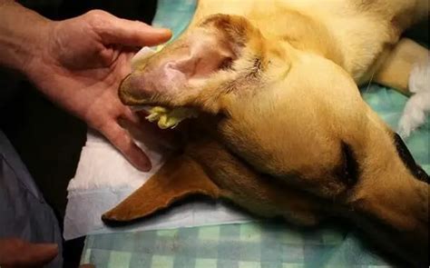 Ear Hematoma Dog Surgery