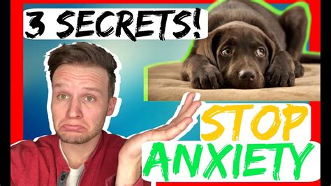 How to stop dog anxiety – 3 Secret tips – dog anxiety training that ...