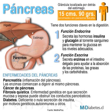 La Disfunci N Del P Ncreas En La Diabetes Tipo Y Federaci N