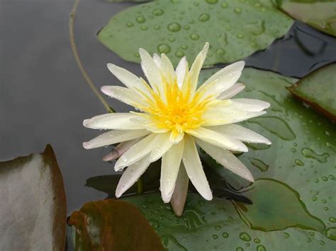 Nymphaea Klong15 M4 HxT ISG Water Lily Thailand 006 Water Lilies