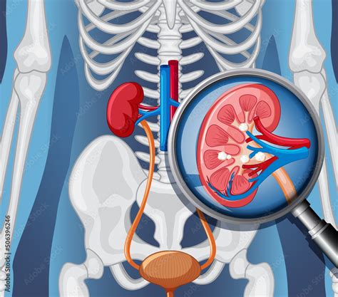 X-ray of human body with internal organs Stock Vector | Adobe Stock