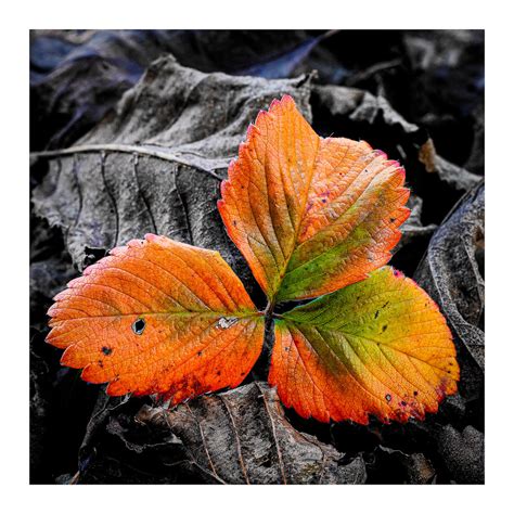 Terry MacSweeney AutumnLeaf Killarney Camera Club Flickr