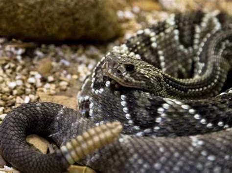 O'que Significa Sonhar Com Cobra Cascavel - Sonhar com Cobra Cascavel - Mensagens e Significados