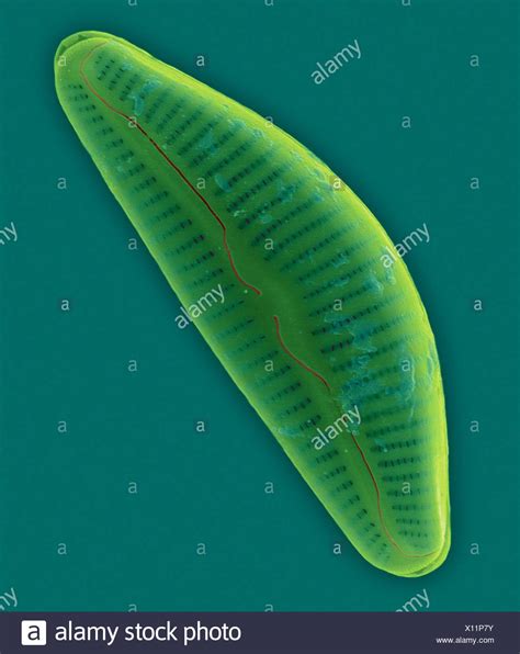 Fossil Diatom High Resolution Stock Photography and Images - Alamy