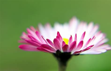 Wallpaper Macro Nature Petals Daisy For Mobile And Desktop Section