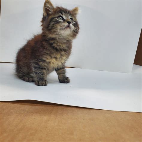 Manx Cats For Sale Los Angeles CA 558526 Petzlover