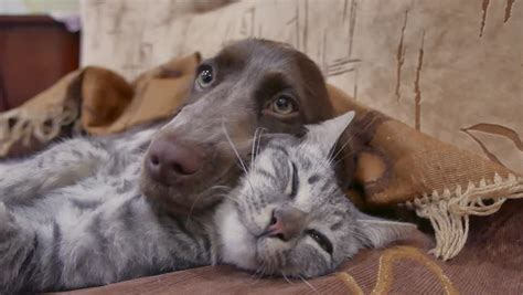 Two Dogs Sleeping image - Free stock photo - Public Domain photo - CC0 Images