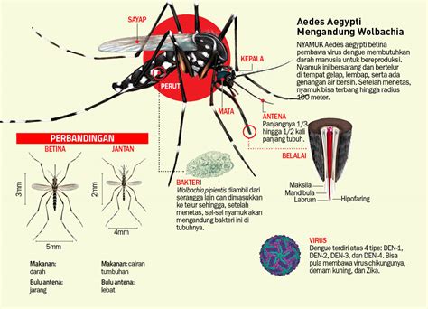 Poster Tentang Nyamuk Aedes Gambaran