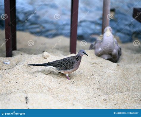 Pomba Na Praia Foto De Stock Imagem De Areia Cruzador